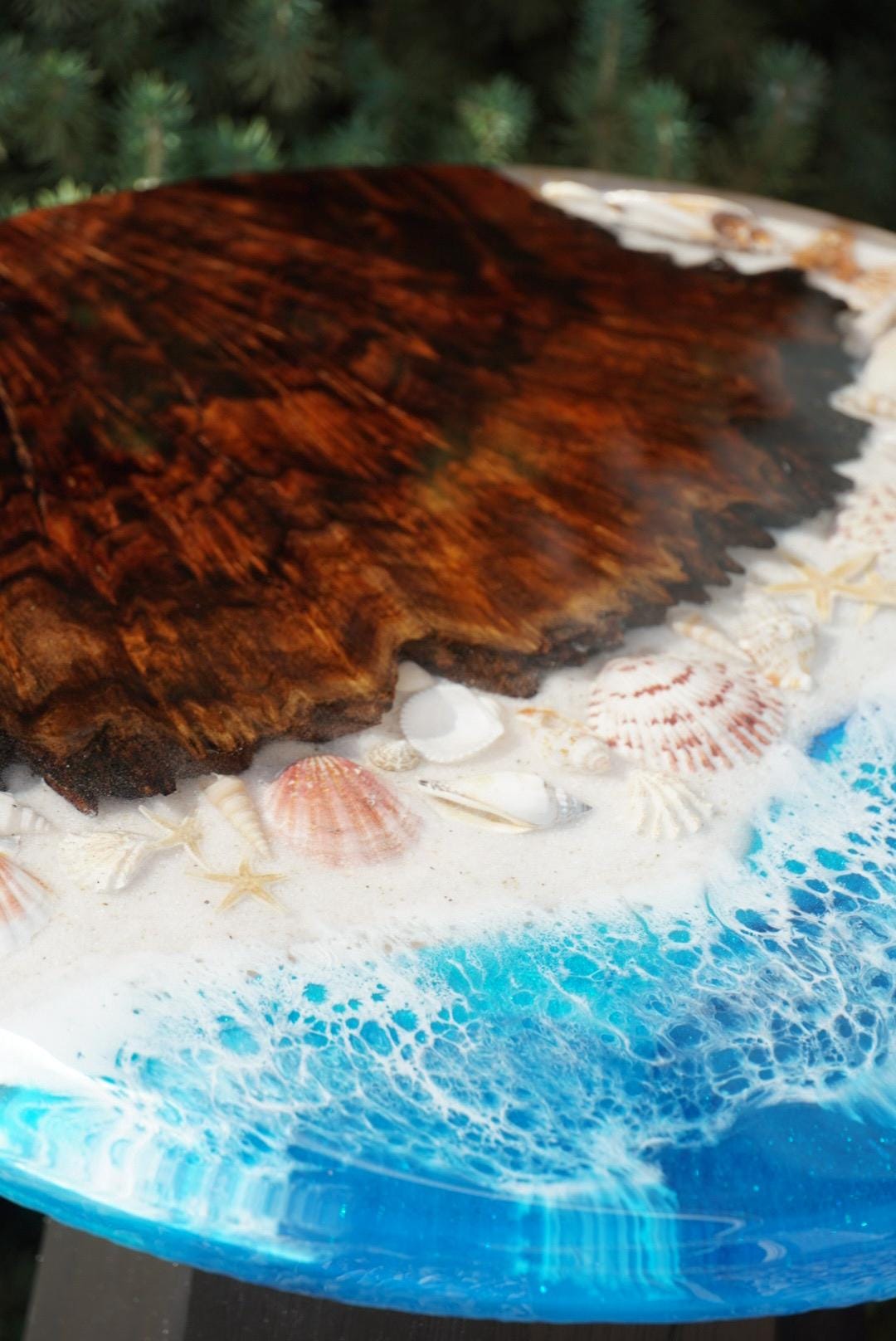 Ocean scape Sea Shell | Walnut Burl | Seaside Accent Table | Side Table | End Table